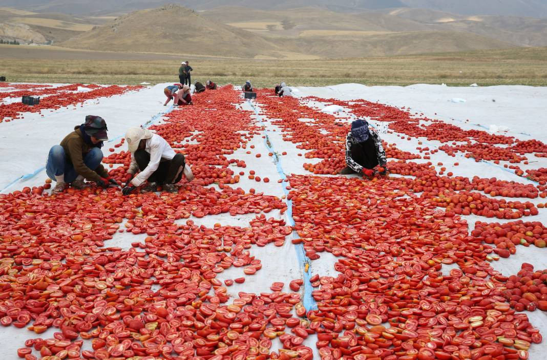 Süphan Dağı’nda yetişiyor 12 kilodan 1 kilo çıkıyor. Türkler 1 kilo bile alamıyor - Resim: 23
